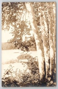 Rangeley Maine Loon Lake Cluster of Birches Real Photo Postcard Y24