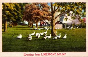 Maine Greetings From Limestone