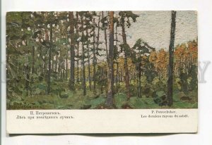 485349 RUSSIA Petrovichev forest at the last rays Vintage postcard