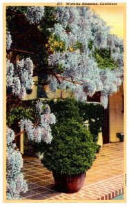 California Wisteria Blossoms