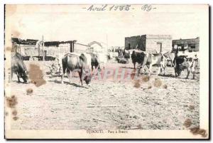 Old Postcard Djibouti has Oxen Park Cote des Somalis