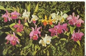 Flowers Postcard - Orchids - Small´s Orchid Gardens, St Petersburg, Fla  TZ1311