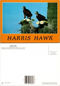Harris Hawk (11675)