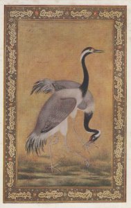 Mughal Art A Pair Of Indian Cranes Old Painting Postcard