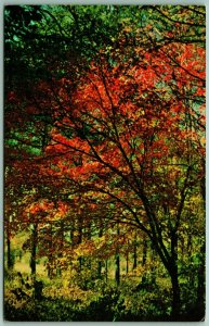Fall Colors on Iron Mountain Mena Arkansas AR UNP Unused Chrome Postcard A12