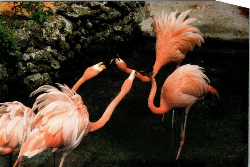 Postcard Pink Flamingos Bird Park Homosassa Springs Nature World Florida 1890