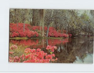 Postcard Middleton Gardens, Charleston, South Carolina