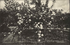 Wenatchie Washington WA Grimes Golden Apples Orchard Vintage Postcard