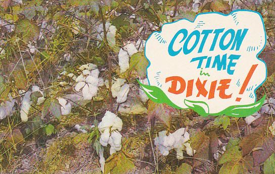 Cottons Bolls Cotton Time In Dixie