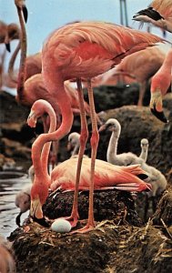 Flamingos Animals, Misc, Unused 