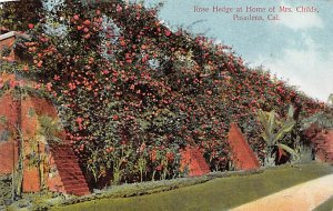 Rose Hedge at Home of Mrs. Childs Pasadena California  