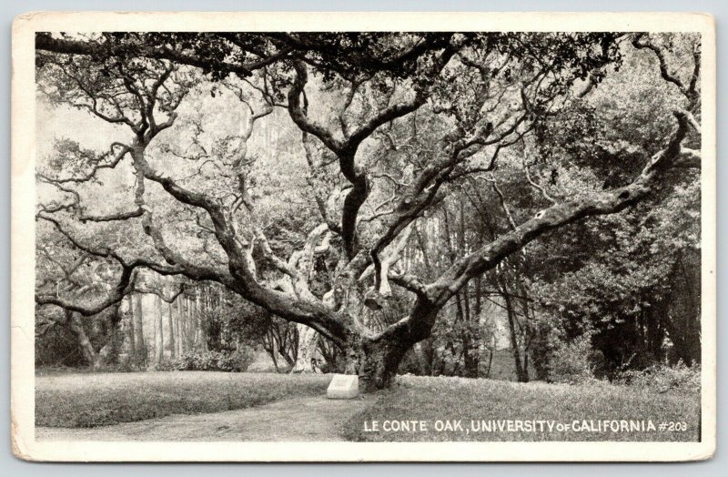 Berkeley~University of California~Le Conte Oak Tree~Path to Stone Marker~1916 