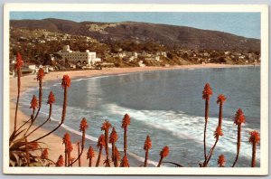Vtg Laguna Beach California CA Aloe Shoreline View Beach 1950s Postcard