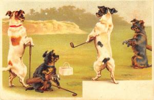 Rare Dogs Playing Golf Circa 1904 Postcard