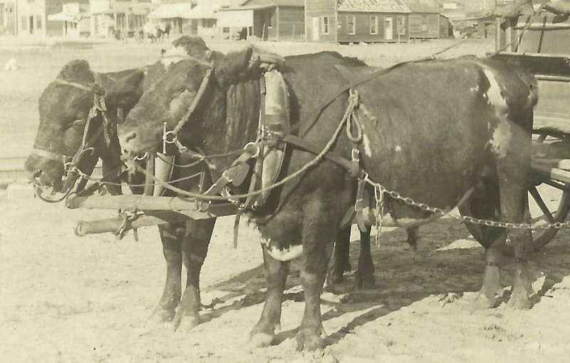 Hettinger NORTH DAKOTA RP 1909 RFD USPS MAIL WAGON Cow Cart nr Bowman MAILMAN