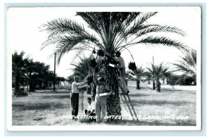 1949 Harvesting Dates Dateland Arizona AZ RPPC Photo Postcard 