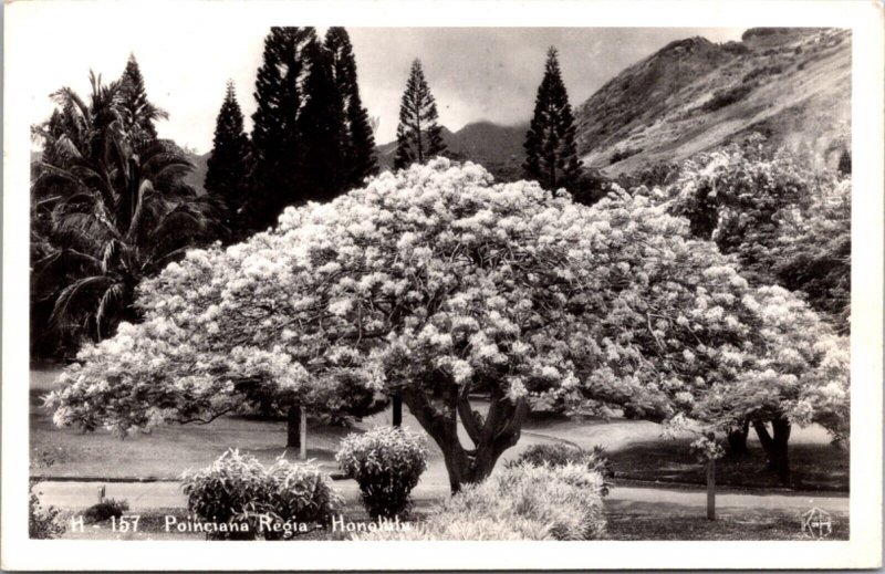 Real Photo Postcard Poinciana Regia in Honolulu, Hawaii