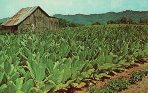 Vintage Postcard Tobacco Ready For Harvest Bottom Leaves Pulled Out