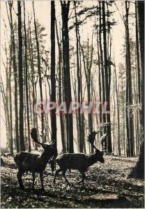 Postcard Modern Suede North Genoline Advertisement