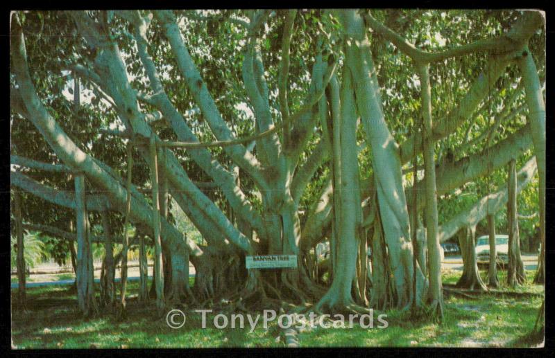 Banyan Tree