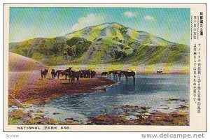 Aso National Park, Horses, Kyūshū, Japan, 1910-1920s