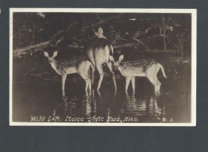 Post Card Animals Deers in Itasca MN