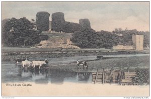 Cattle grazing, Rhuddlan Castle, Denbighshire, Wales, 00-10s