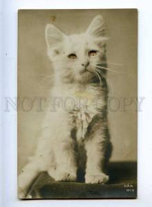 215536 White KITTEN Pussy Cat w/ Real EYES vintage PHOTO PC