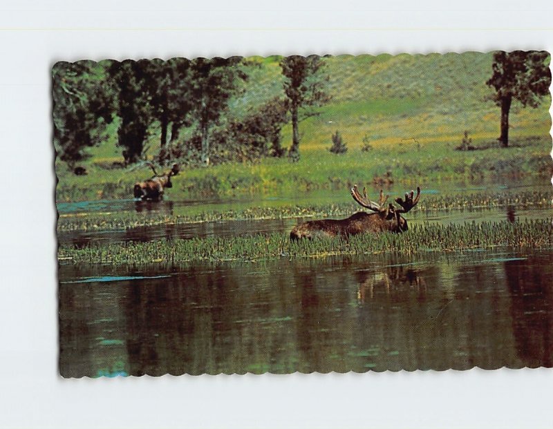 Postcard Bull Moose, Monarch of the Forest feeding at lake's edge, Canada