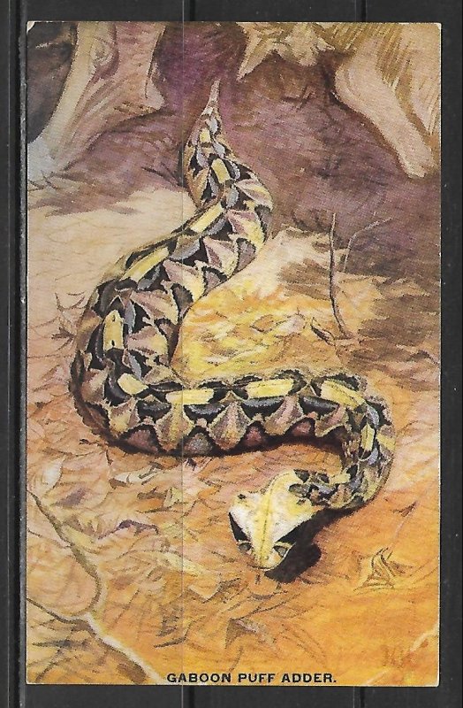 Gaboon Puff Adder - Snake - [MX-552]