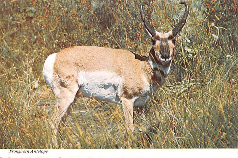 Pronghorn Antelope Unused 