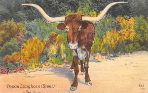 Texas Longhorn, Steer Longhorn Steer Bull Unused stains on card