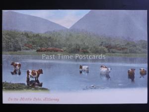 Ireland Kerry KILLARNEY ON THE MIDDLE LAKE showing Cows c1903 by Valentine