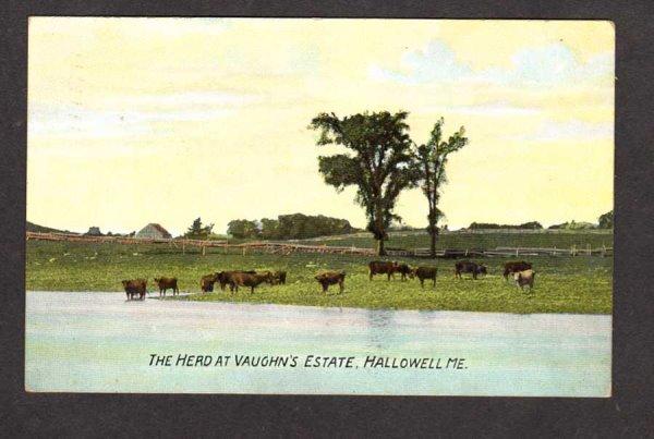 ME View Vaughn's Eastate Dairy Farm Cow Herd Hallowell Maine Postcard 1910