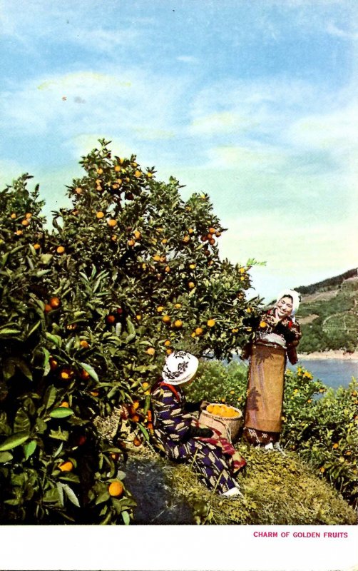 Japan - Orange Grove Scene