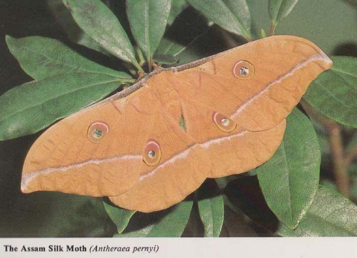 Assam Silk Moth Stunning Rare New Forest Hampshire Photo Postcard