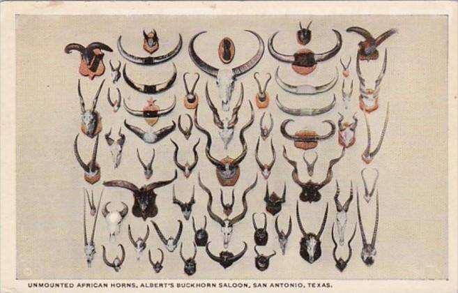 Texas San Antonio Unmounted African Horns At Albert's Buckhorn Saloon Curteich