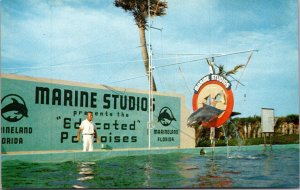 Florida Marineland Marine Studios Porpoise Jumping Through Hoop