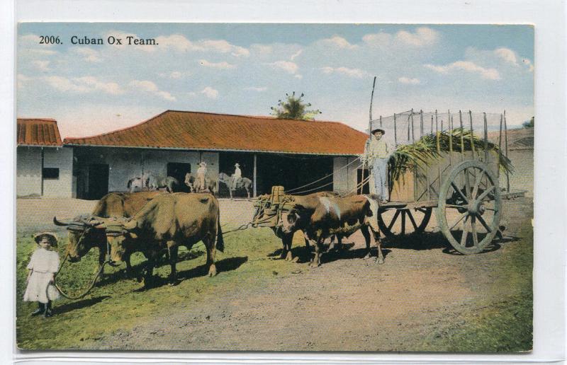 Ox Team Farming Cuba 1910s postcard