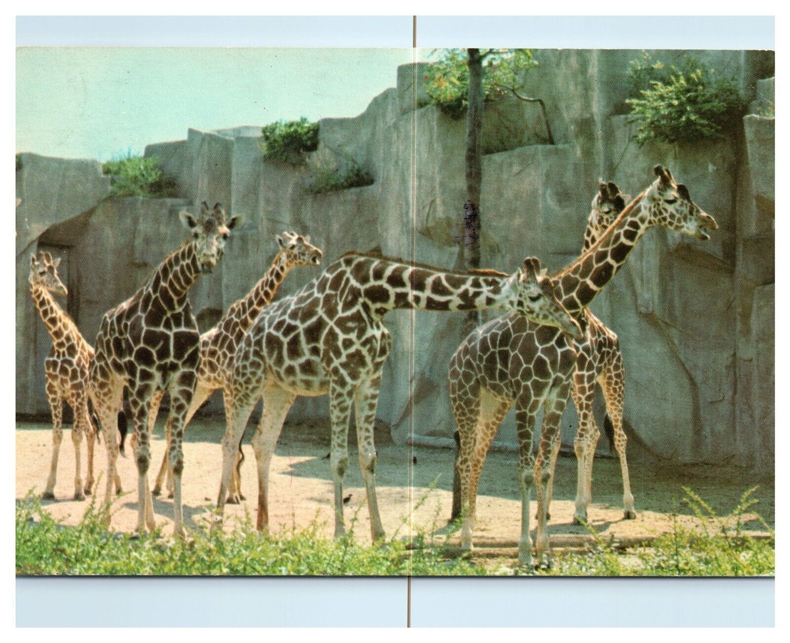 Giraffe Milwaukee County Zoo Worlds Tallest Animal Chrome Postcard WOB