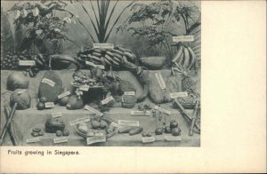 Singapore Native Fruits Food History c1910 Vintage Postcard