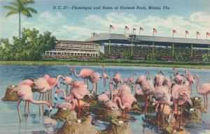 Flamingos and Nesting Eggs - Hialeah Horse Racing Track Miami FL Florida - Linen
