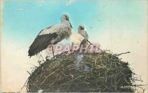 Modern Postcard Scenes et Types Stork's Nest