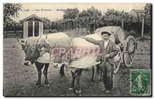 Postcard Old Hitch Bearnais Pyrenees Oxen