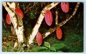 Cocoa Tree TRINIDAD & Tobago Postcard