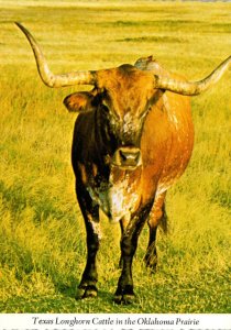 Oklahoma Teaxs Longhorn Cattle In The Oklahoma Prairie