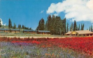 UT, Utah  CEDAR BREAKS LODGE~CABINS~Wildflowers Roadside c1950's Chrome Postcard