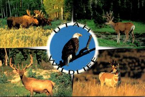 Utah WIldlife Bald Eagle Moose Mule Deer Elk and Pronghorn Antelope