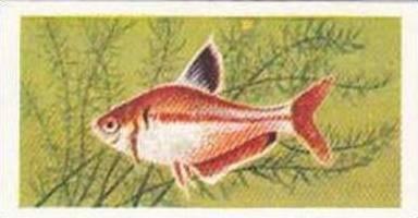 Mitchum Foods Vintage Trade Card Aquarium Fish 1957 2nd Series No 37 Serpa Li...