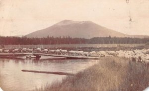 Albany Oregon Sheep Crossing River Real Photo Vintage Postcard AA47877